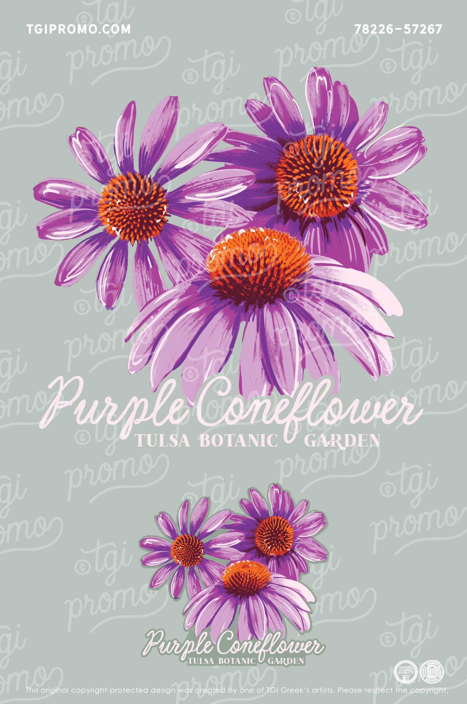 Tulsa Botanic Garden – Purple Coneflower